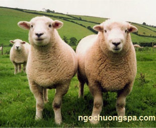 Chăm sóc da: Tác dụng làm đẹp của nhau thai cừu